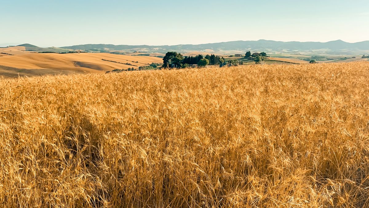 The Upcoming Harvest